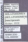Etiketten zu Selatosomus punctipennis (Reitter, 1910) (NHMW-ZOO-COL-0008393)